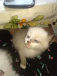 Gatinhos Flamengo