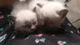 Gatinhos Flamengo
