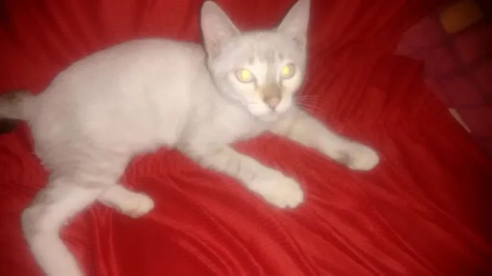 Gato ra a Desconheço idade 1 ano nome Nina