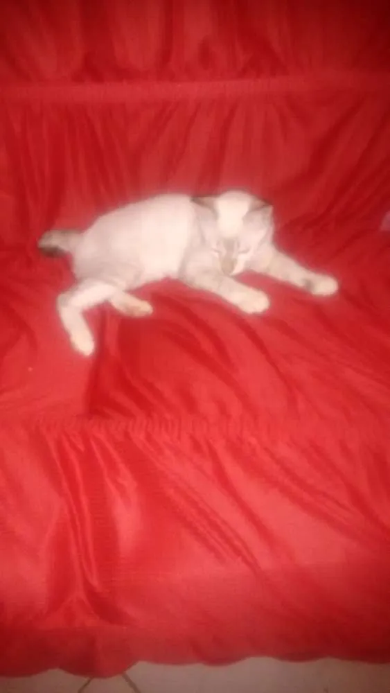 Gato ra a Desconheço idade 1 ano nome Nina