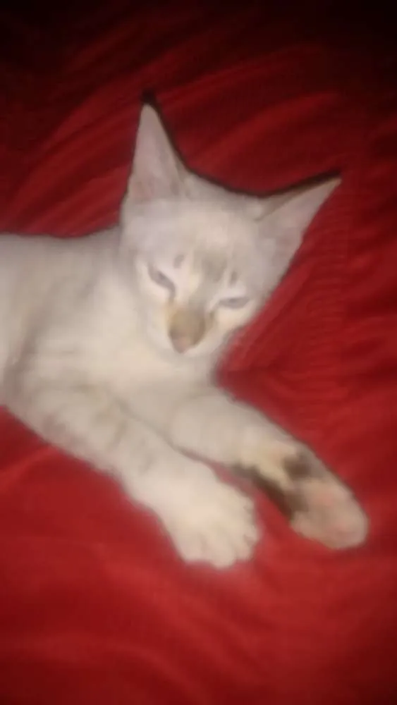 Gato ra a Desconheço idade 1 ano nome Nina