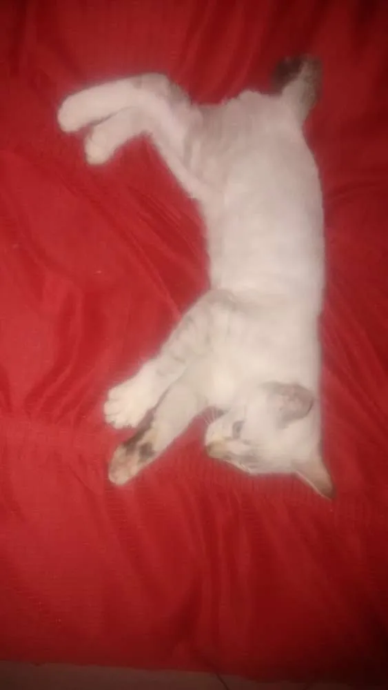 Gato ra a Desconheço idade 1 ano nome Nina