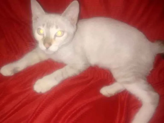 Gato ra a Desconheço idade 1 ano nome Nina