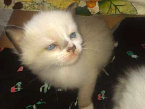 Cachorro raça Siamês idade 2 a 6 meses nome Gatinhos Flamengo