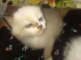 Gatinhos Flamengo