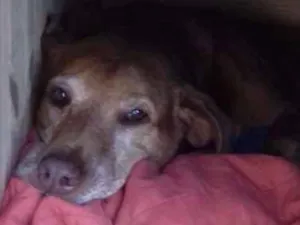 Cachorro raça Sem raça definida idade 5 anos nome Mariana
