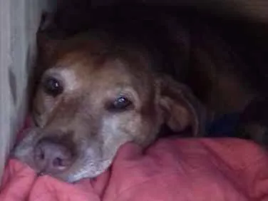 Cachorro raça Sem raça definida idade 5 anos nome Mariana