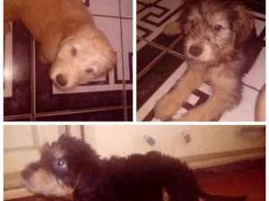 Cachorro raça Sem raça definida idade 2 a 6 meses nome .
