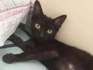 Gato raça SRD idade 2 a 6 meses nome Coraline