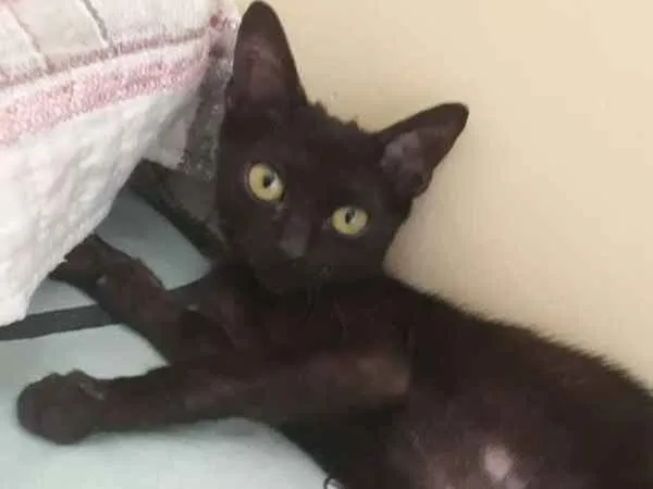 Gato ra a SRD idade 2 a 6 meses nome Coraline