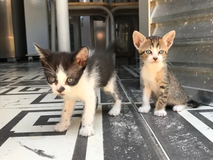 Gato ra a Sem raça definida  idade Abaixo de 2 meses nome Kity e Saygu