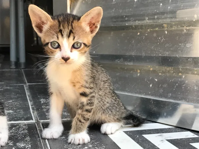 Gato ra a Sem raça definida  idade Abaixo de 2 meses nome Kity e Saygu