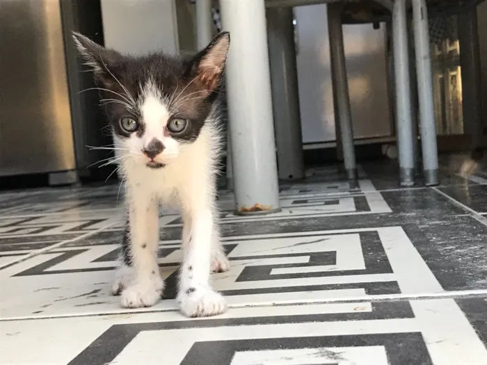 Gato ra a Sem raça definida  idade Abaixo de 2 meses nome Kity e Saygu