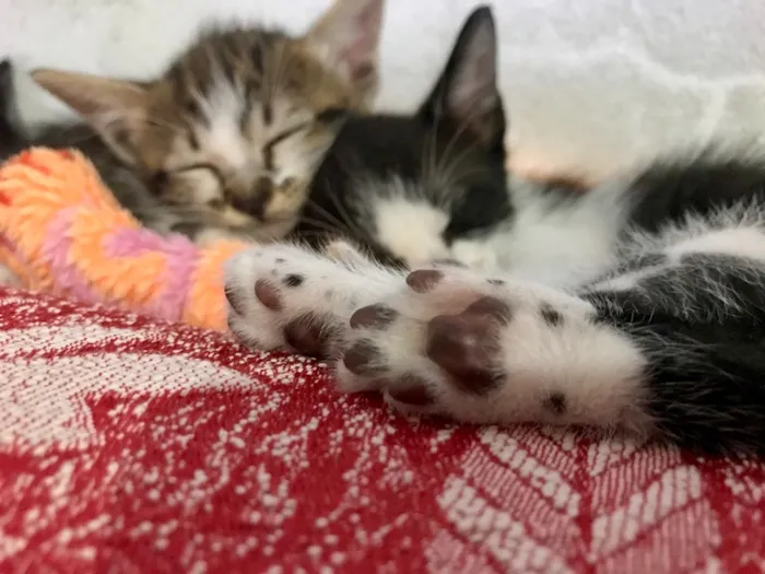 Gato ra a Sem raça definida  idade Abaixo de 2 meses nome Kity e Saygu