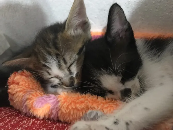 Gato ra a Sem raça definida  idade Abaixo de 2 meses nome Kity e Saygu