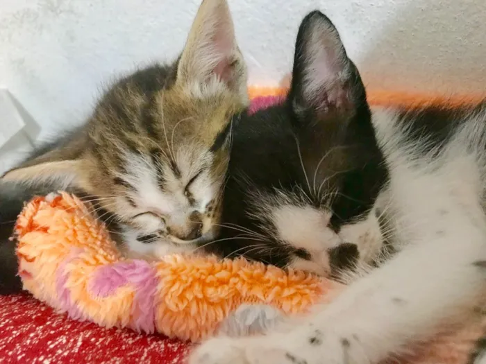 Gato ra a Sem raça definida  idade Abaixo de 2 meses nome Kity e Saygu