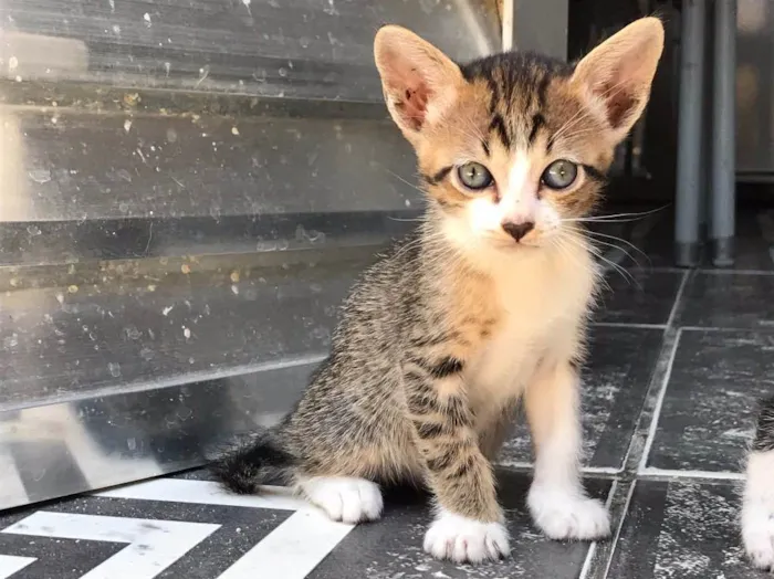Gato ra a Sem raça definida  idade Abaixo de 2 meses nome Kity e Saygu