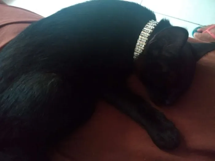 Gato ra a srd idade 2 a 6 meses nome Salém
