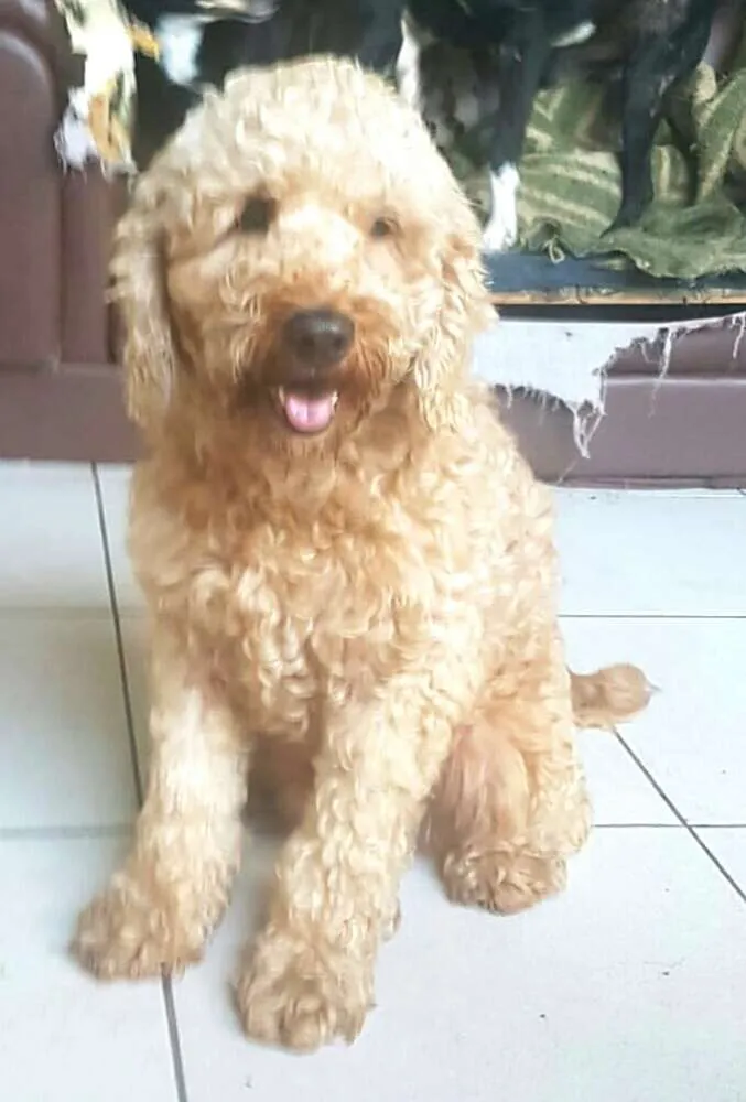 Cachorro ra a Poodle e mix Beagle  idade 2 anos nome Caramelo Carameloe T