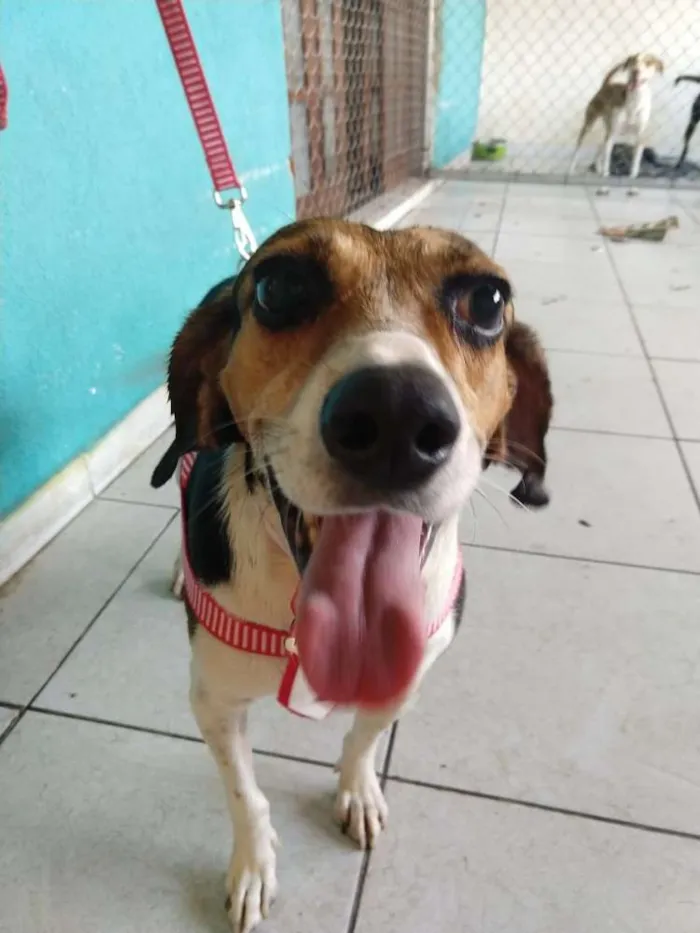 Cachorro ra a Poodle e mix Beagle  idade 2 anos nome Caramelo Carameloe T