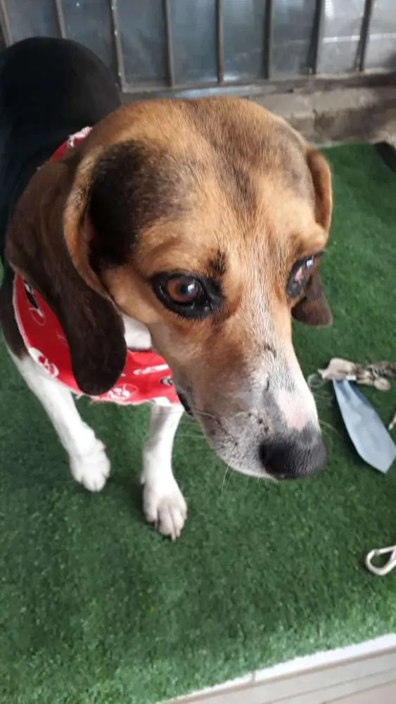Cachorro ra a Poodle e mix Beagle  idade 2 anos nome Caramelo Carameloe T