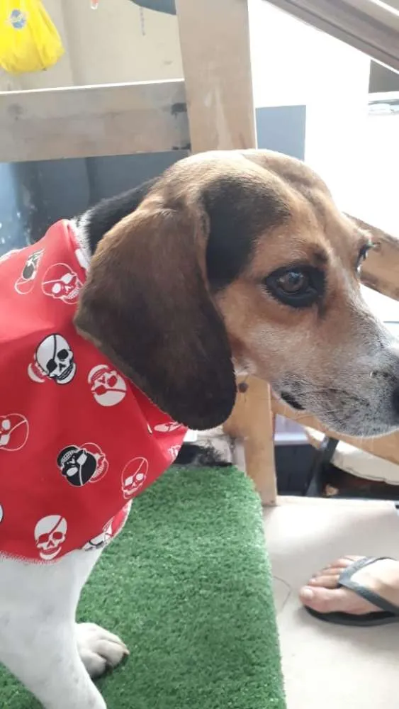 Cachorro ra a Poodle e mix Beagle  idade 2 anos nome Caramelo Carameloe T