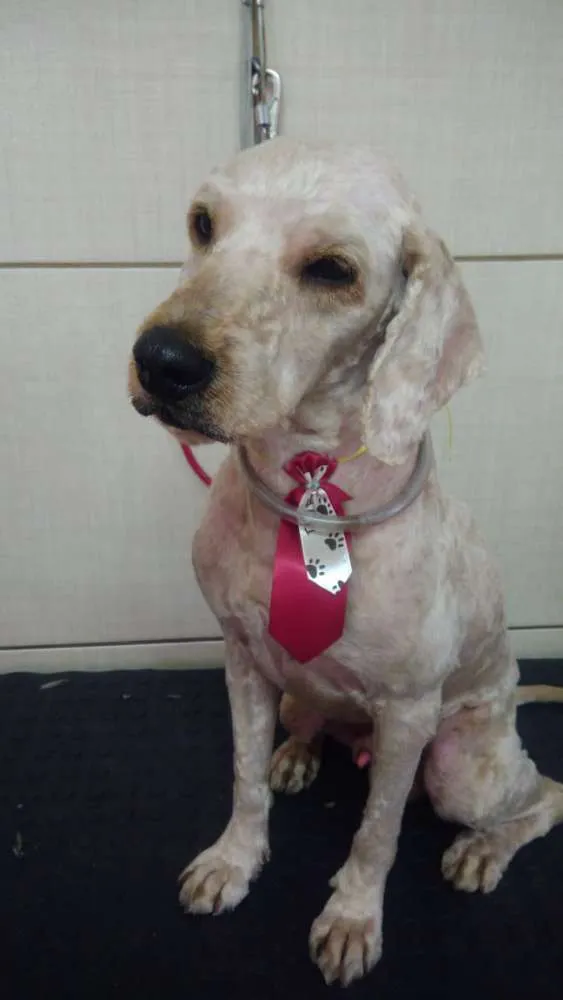Cachorro ra a Poodle e mix Beagle  idade 2 anos nome Caramelo Carameloe T