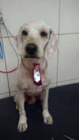 Caramelo Carameloe T