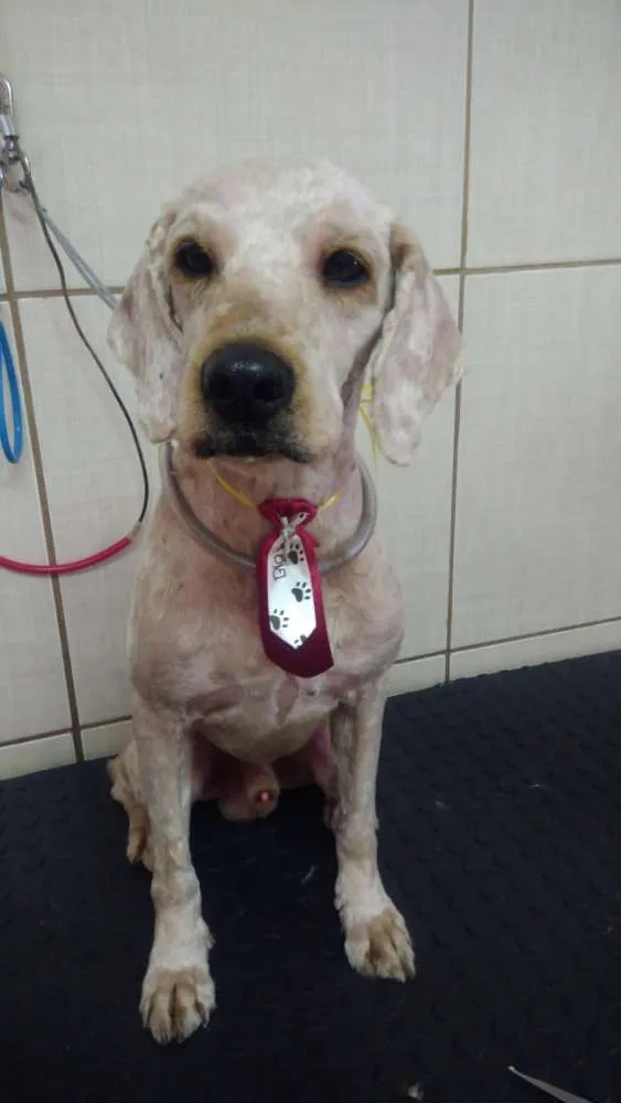 Cachorro ra a Poodle e mix Beagle  idade 2 anos nome Caramelo Carameloe T