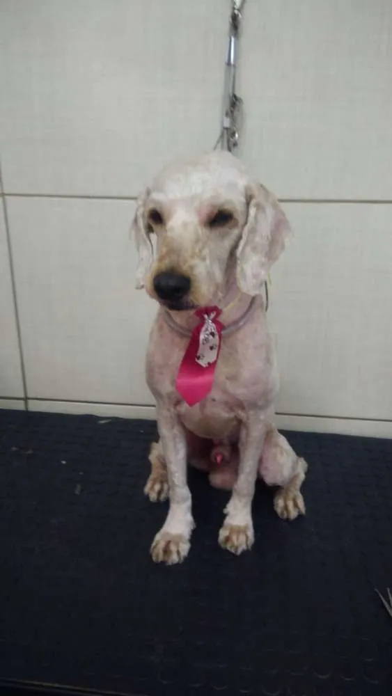Cachorro ra a Poodle e mix Beagle  idade 2 anos nome Caramelo Carameloe T