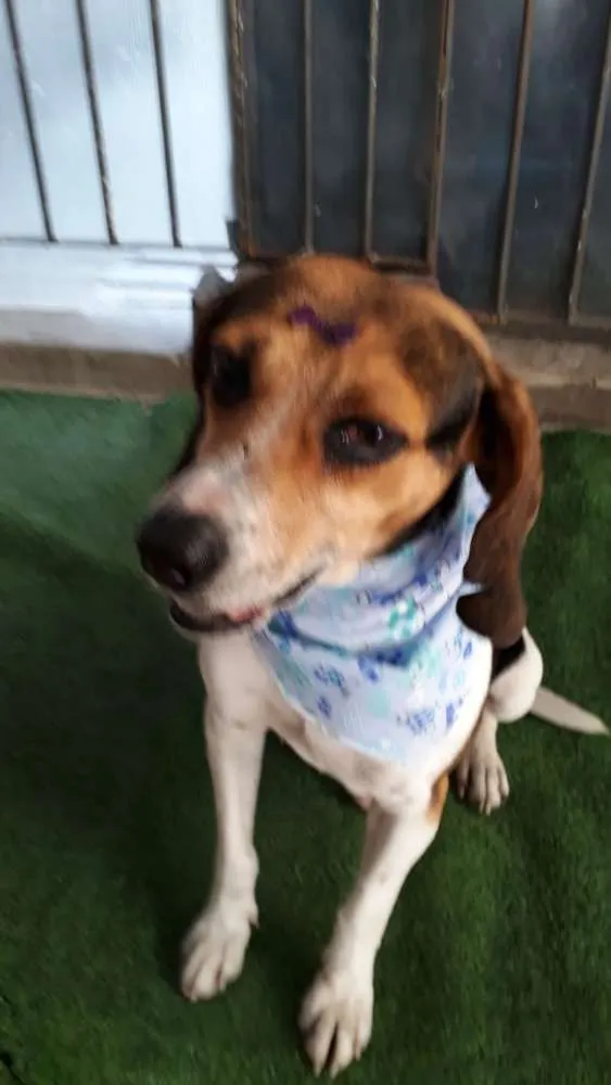 Cachorro ra a Poodle e mix Beagle  idade 2 anos nome Caramelo Carameloe T