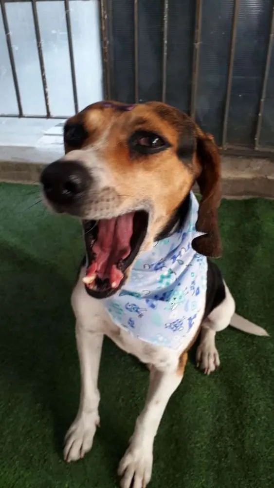 Cachorro ra a Poodle e mix Beagle  idade 2 anos nome Caramelo Carameloe T