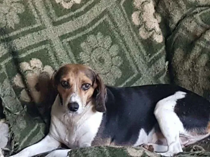 Cachorro ra a Poodle e mix Beagle  idade 2 anos nome Caramelo Carameloe T
