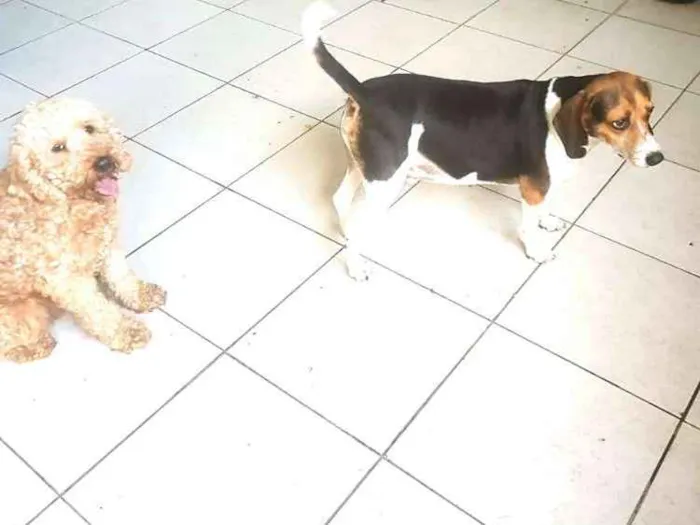 Cachorro ra a Poodle e mix Beagle  idade 2 anos nome Caramelo Carameloe T