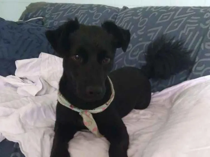 Cachorro ra a Srd idade 3 anos nome Diana