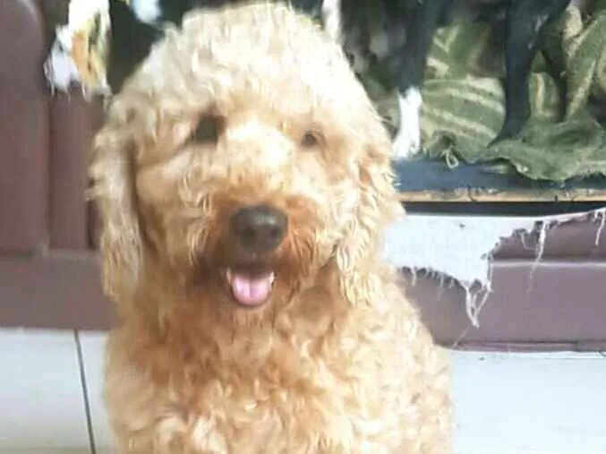 Cachorro ra a Poodle e mix Beagle  idade 2 anos nome Caramelo Carameloe T