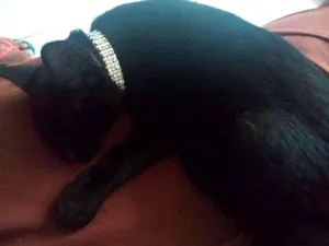 Gato raça srd idade 2 a 6 meses nome Salém