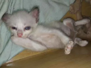 Gato raça Sem definição  idade Abaixo de 2 meses nome Sem nome 
