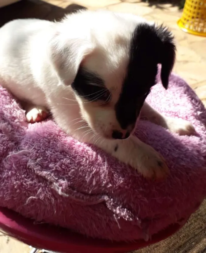 Cachorro ra a Vira lata  idade Abaixo de 2 meses nome Sem nome
