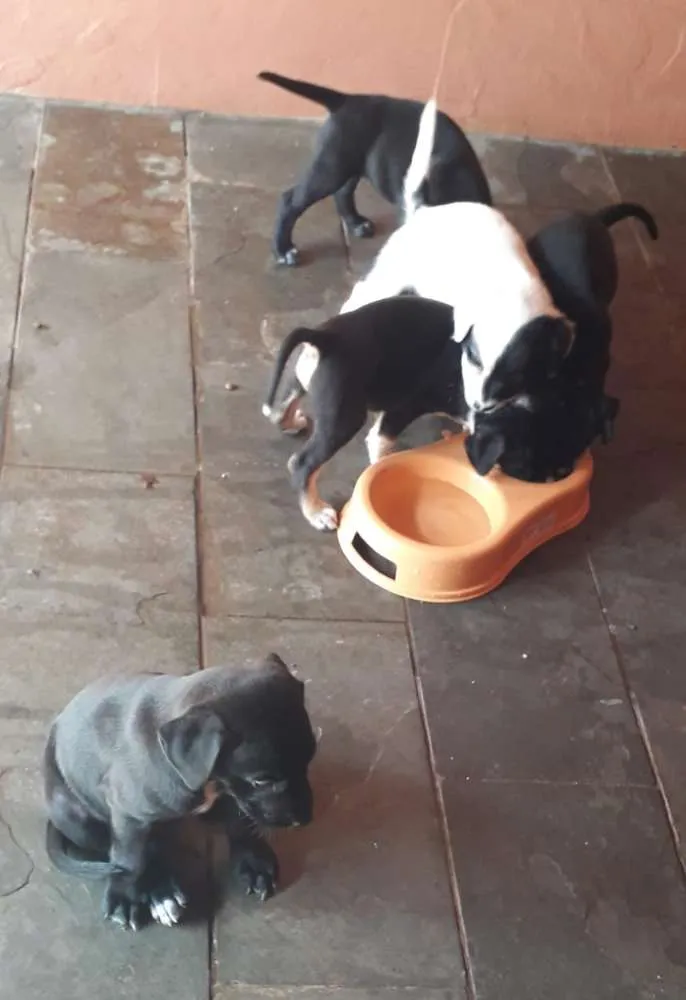 Cachorro ra a Vira lata  idade Abaixo de 2 meses nome Sem nome