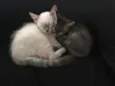 Gatinhas