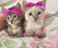 Gatinhas