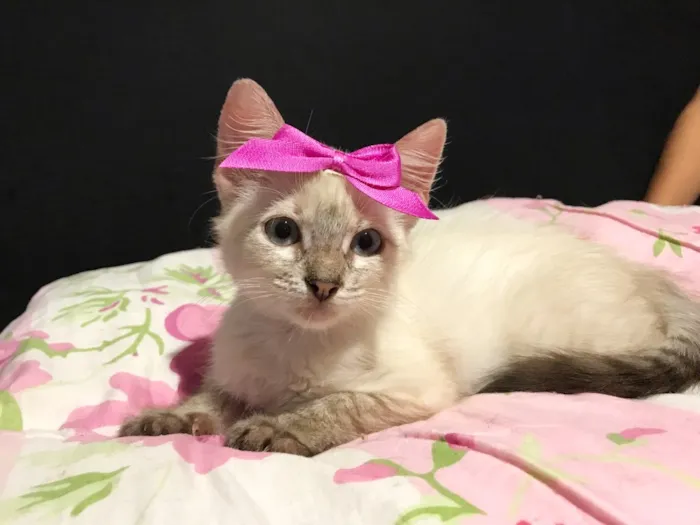 Gato ra a SRD idade 2 a 6 meses nome Gatinhas