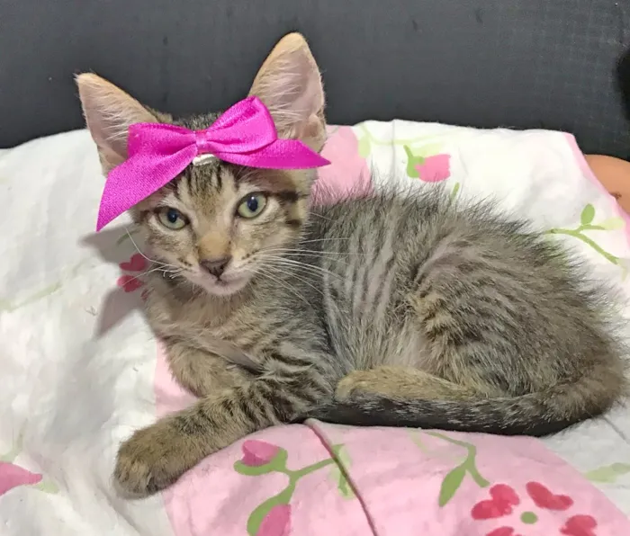 Gato ra a SRD idade 2 a 6 meses nome Gatinhas