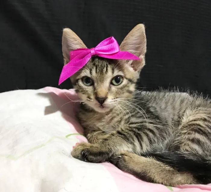 Gato ra a SRD idade 2 a 6 meses nome Gatinhas