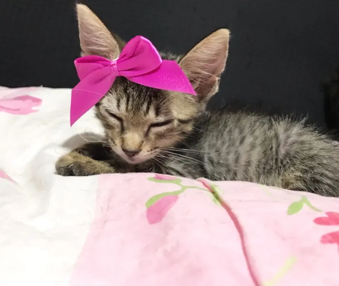 Gato ra a SRD idade 2 a 6 meses nome Gatinhas