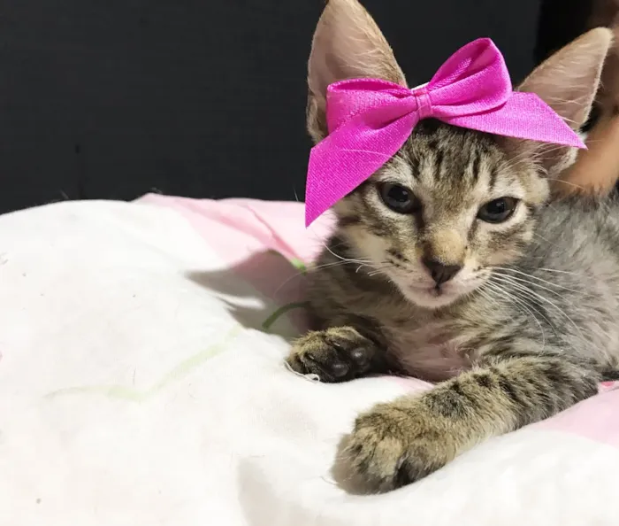 Gato ra a SRD idade 2 a 6 meses nome Gatinhas
