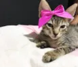 Gatinhas