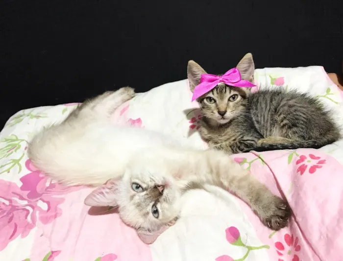 Gato ra a SRD idade 2 a 6 meses nome Gatinhas