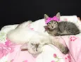 Gatinhas